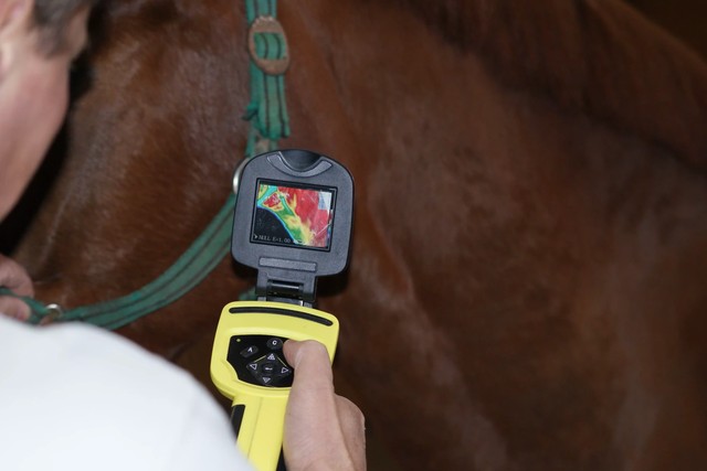 Thermografie in der Tierheilpraxis